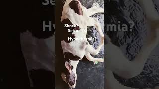 Shock  Seizures  Hyperthermia  Heat Stroke in Calf [upl. by Sila]