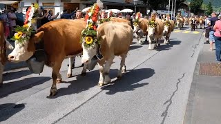 Cows take centre stage at Gstaad cow festival [upl. by Filemon]