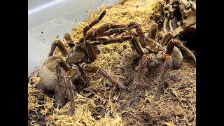 Theraphosa blondi second pairing [upl. by Sadnalor]