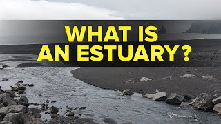 What is an Estuary in Ecosystem  Environmental Studies  Letstute [upl. by Cargian]