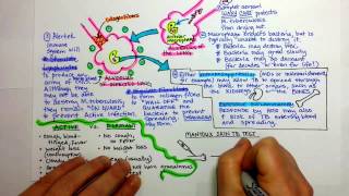 Tuberculosis Pathogenesis [upl. by Acirema]