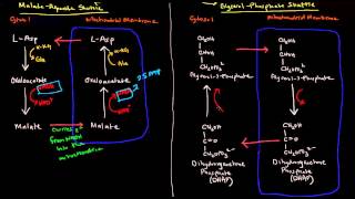 Shuttle Mechanisms MalateAspartate and GlycerolPhosphate [upl. by Barta822]