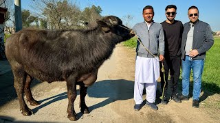 Zain Ul Abadin Bhai Ka Walima Zainulabadinvlogs  Mubashir Saddique  Village Food Secrets [upl. by Flem425]