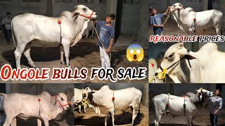 Top quality ongole bulls for sale at santosh nagar 😱qurbani ke bade janwar available for salebull [upl. by Annaihr]