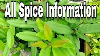 Information about my spice plant name ALL SPICE  how to grow care in hindi [upl. by Delbert495]