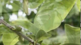 Cherimoya Hand Pollination part 1mpg [upl. by Aihseya]