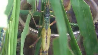 ツダナナフシ 津田氏大頭竹節蟲 Tsuda Phasmid ：台北市立動物園（Taipiei Zoo） [upl. by Beret]