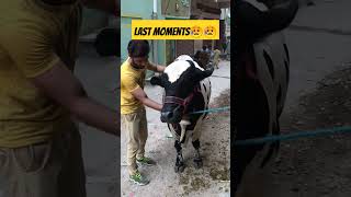 last moments song lastmoments love cow qurbanistatus [upl. by Malo]