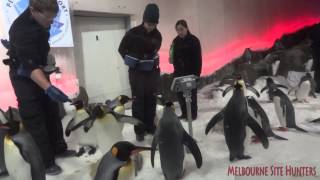 Melbourne Aquarium King Penguins Playground Sea Life [upl. by Gould]