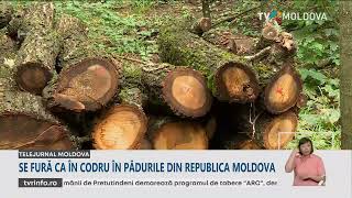 În pădurile din Republica Moldova se fură can codru Ce spun autoritățile [upl. by Erinna759]