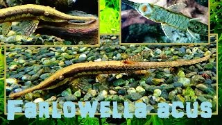 Farlowella acus Kner 1853 HD twig catfish  Aquarium Porte Dorée Paris  052015 [upl. by Conley]