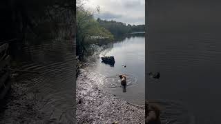 Darcie playing fetch in the water puppy dog cute [upl. by Putnam]