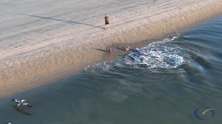 Dolphin Strand Feeding on Kiawah Island [upl. by Naillimixam]