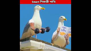 Smart শিকারী পাখি 🐦 Seagull bird shorts birds ytshorts [upl. by Waneta]