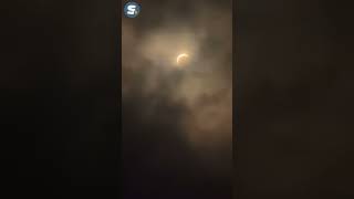 Elephants at Syracuse zoo react during total solar eclipse [upl. by Weslee38]