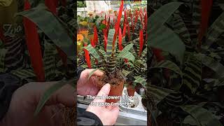 The flaming sword plant  vriesea splendens [upl. by Shimberg]