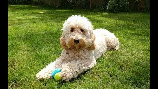 Dexter the Cockapoo  One Year On [upl. by Ataeb]