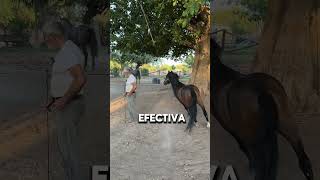 Impresionante Tecnica Para Entrenar Caballos Néstor Portillo [upl. by Valente]