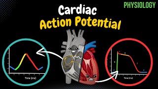 Cardiomyocytes Everything you NEED to know [upl. by Niltiac]