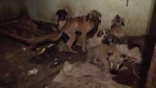 17 Dogs Rescued from Squalor [upl. by Sivel]