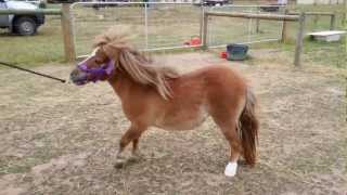 Pony with laminitis vet check [upl. by Celik]