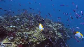 Fiji 2024  Day 4 Morning Dives [upl. by Aelahs]