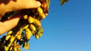 When To Harvest Beer Hops [upl. by Yanat72]