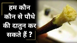 Hum kis ped ki datun kar sakte hai Neem Babool desi kikar Aam apamarg jamun toothbrush list [upl. by Nerok823]