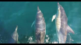 Common Dolphins  Bowriders [upl. by Annairba123]