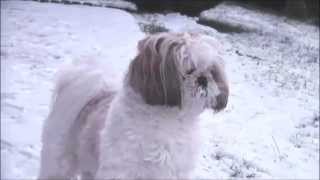 2015  IPSO chien SHIH TZU de 18 mois samuse dans la neige [upl. by Rita853]