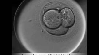 Embryo Development video [upl. by Rosabel695]