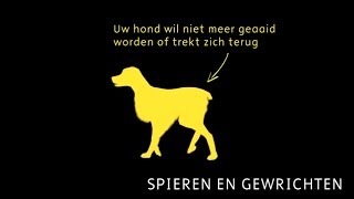 Heeft jouw hond last van problemen met zijn spieren of gewrichten Wat kan hier aan doen [upl. by Adnaloj36]