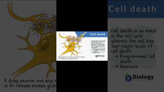 cell deathapoptosisnecrosisgcufbiologycellbiologypathologymicrobiologynotes [upl. by Eam906]