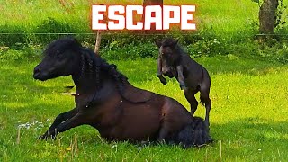 The great escape  Play Mario kart  Friesian Horses [upl. by Nivrag]