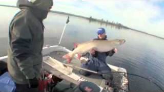 GIANT Lake Vermilion Minnesota Musky 57quot x 26quot [upl. by Okiman]