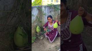 1G 2G 3G cutting कुछ नहीं आती🌿🌿 minivlog shortvideos organic organicgarden Southpearl99 [upl. by Remle]