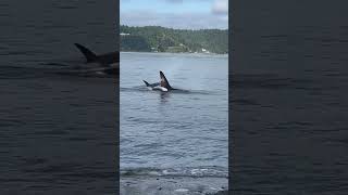 Orcas Breach Near Shore as They Hunt Seals [upl. by Fleming377]