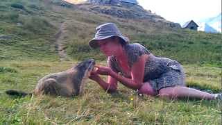 rencontre magique avec une marmotte [upl. by Topper]