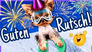 GUTEN RUTSCH ins neue Jahr 2024 🍾 Tierisch lustige Grüße zum Teilen 🥳 [upl. by Leyla]