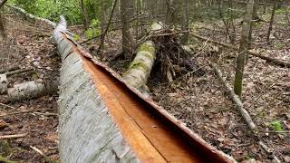 Birch Bark Canoe Build  Bark Sheathing amp Thwarts  WOODWORKING  BUSHCRAFT  CANADIAN WILDERNESS [upl. by Shaun]