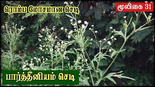 Parthenium Hysterophorus Tamil  Plant Side Effects  Allergy  Grass இந்த செடியை பிடுங்கி போட்ருங்க [upl. by Joost501]