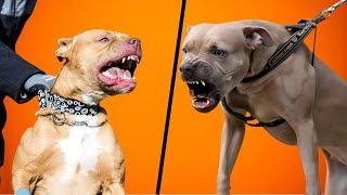 Is My Dog A Staffy Or Pitbull Staffordshire VS Pit Bull Terrier [upl. by Ayalahs441]