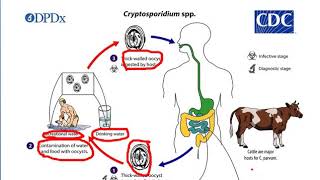 Emerging problems of Zoonotic Parasitic Diseases [upl. by Azmah723]