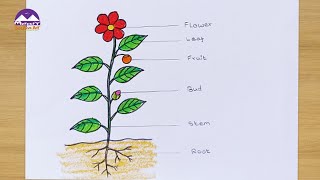 how to draw a plant  draw parts of plant  plant drawing [upl. by Aynatan287]