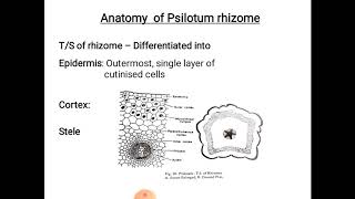 Psilotum  morphology and anatomy [upl. by Alicul]