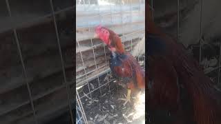 Gallo Asil gallos gamefowl shorts rooster asilo world like subscribe [upl. by Hashimoto]