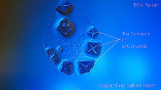 Dissolving salt in water Evaporation of Salted water The formation of salt crystals [upl. by Iralav]