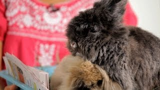 What to Consider before Buying a Rabbit  Pet Rabbits [upl. by Noevart]