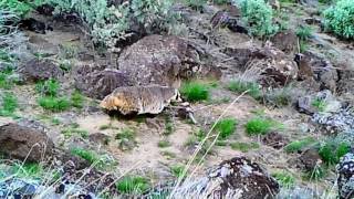 Bruneau River Badger [upl. by Nehgem]