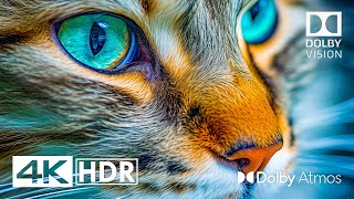 Special HDR 4K 60fps Dolby Vision  Dolby Atmos [upl. by Ralston]